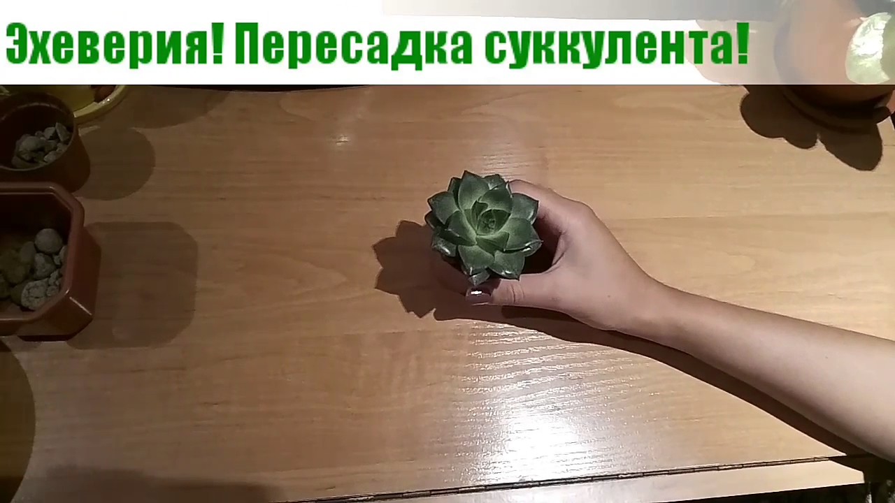 Нажмите, чтобы запустить видео