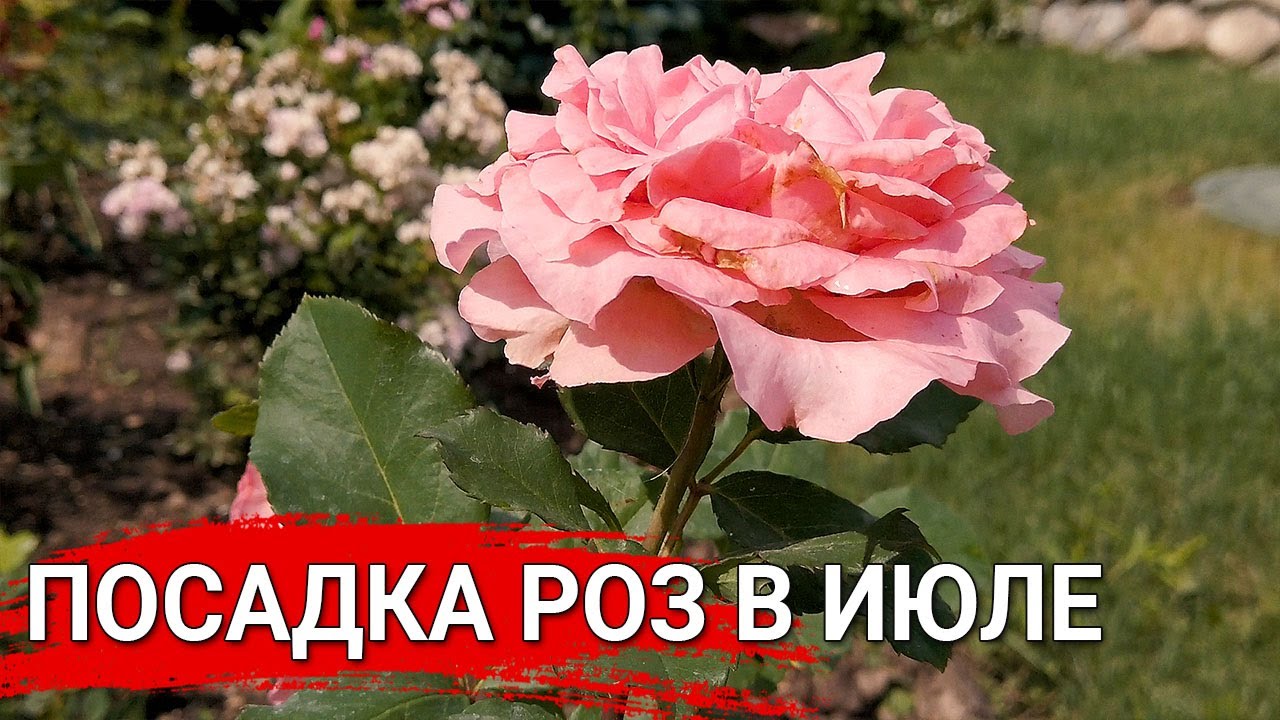 Нажмите, чтобы запустить видео