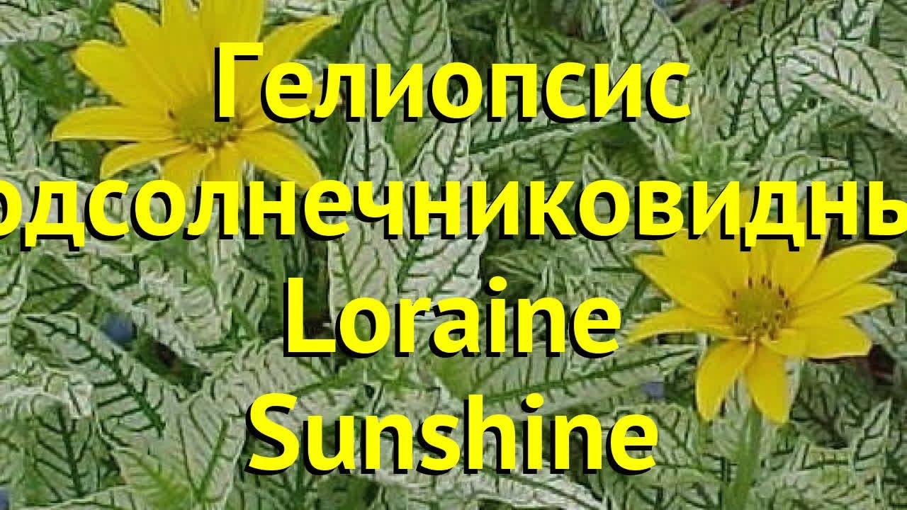 Нажмите, чтобы запустить видео