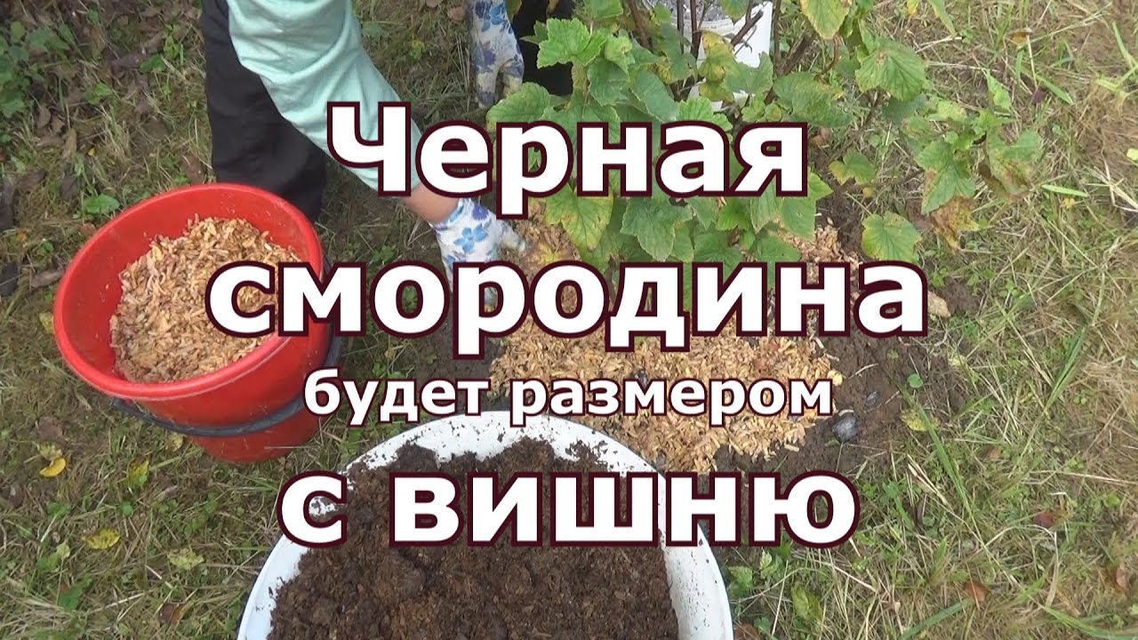 Нажмите, чтобы запустить видео