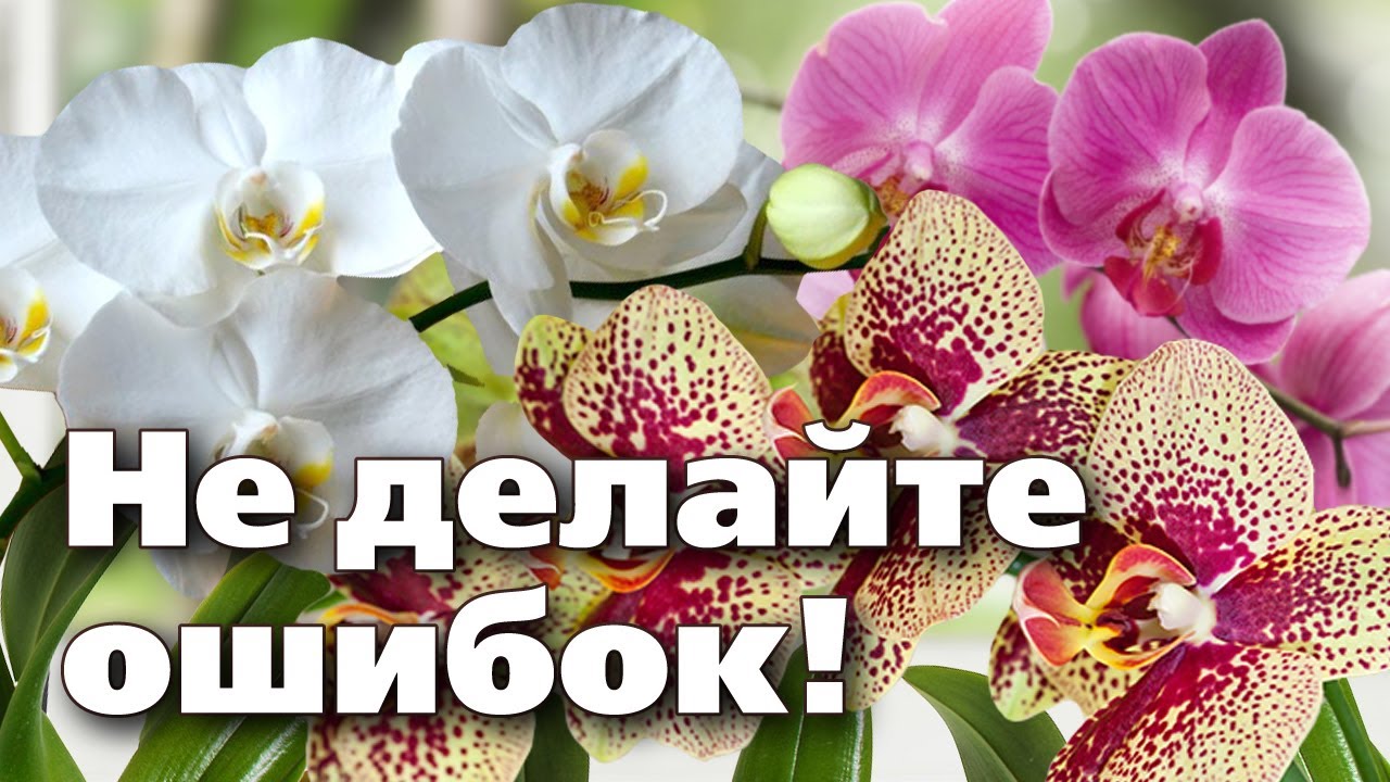 Нажмите, чтобы запустить видео