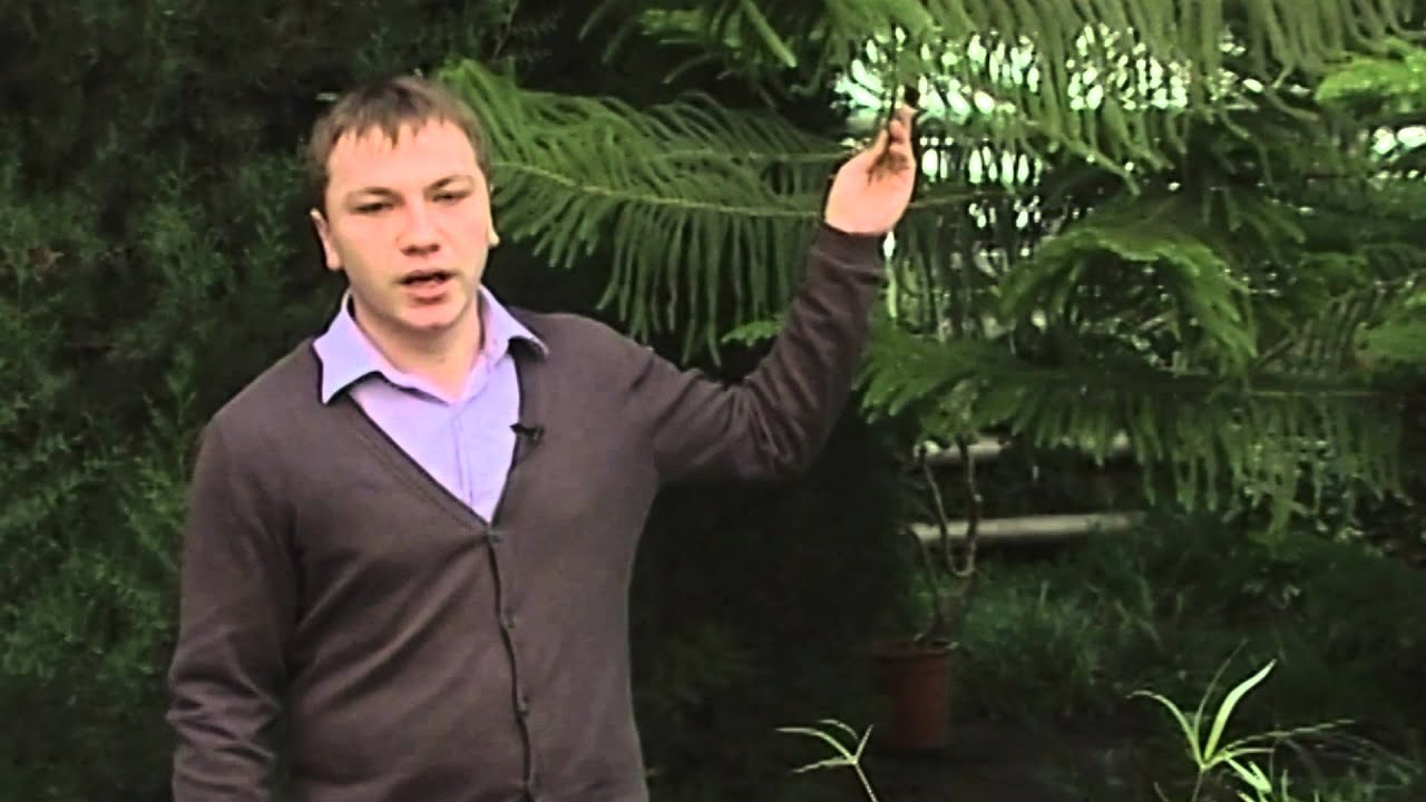 Нажмите, чтобы запустить видео