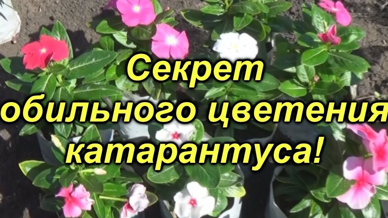Нажмите, чтобы запустить видео