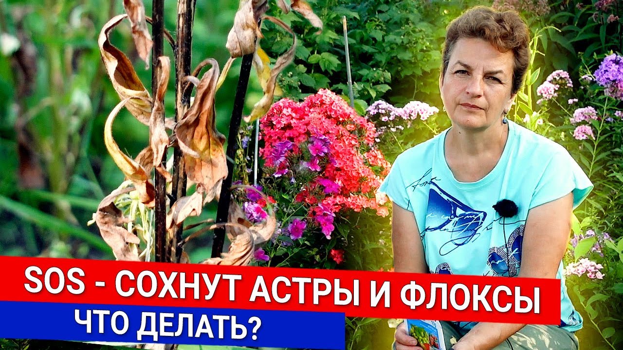 Нажмите, чтобы запустить видео