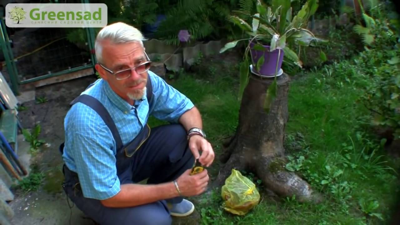 Нажмите, чтобы запустить видео