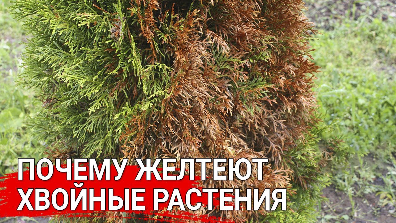 Нажмите, чтобы запустить видео