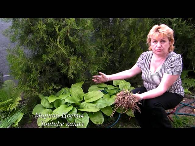 Нажмите, чтобы запустить видео
