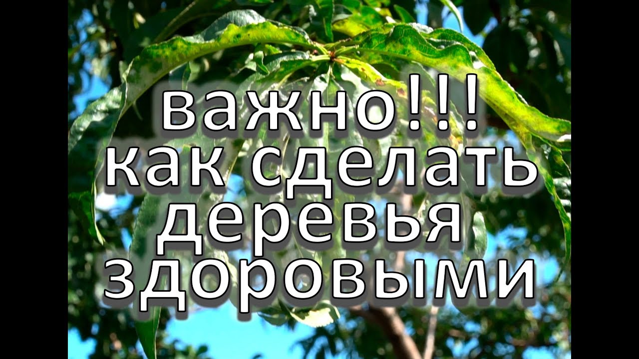 Нажмите, чтобы запустить видео