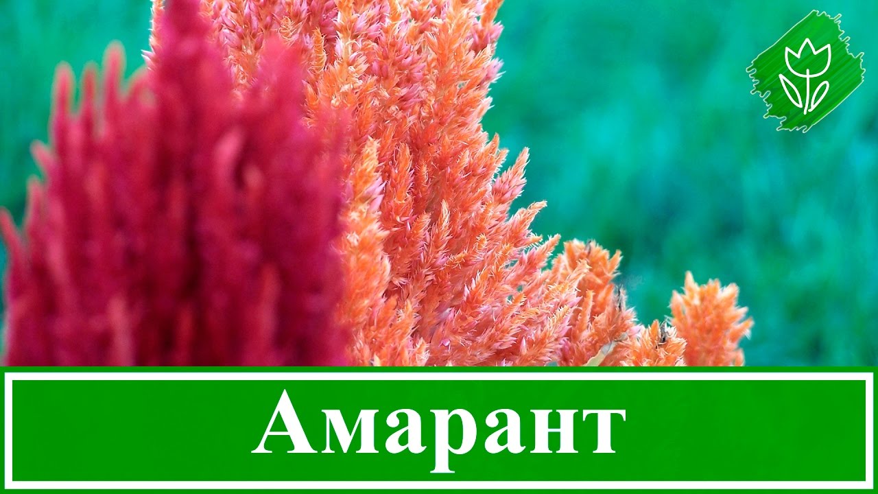 Нажмите, чтобы запустить видео