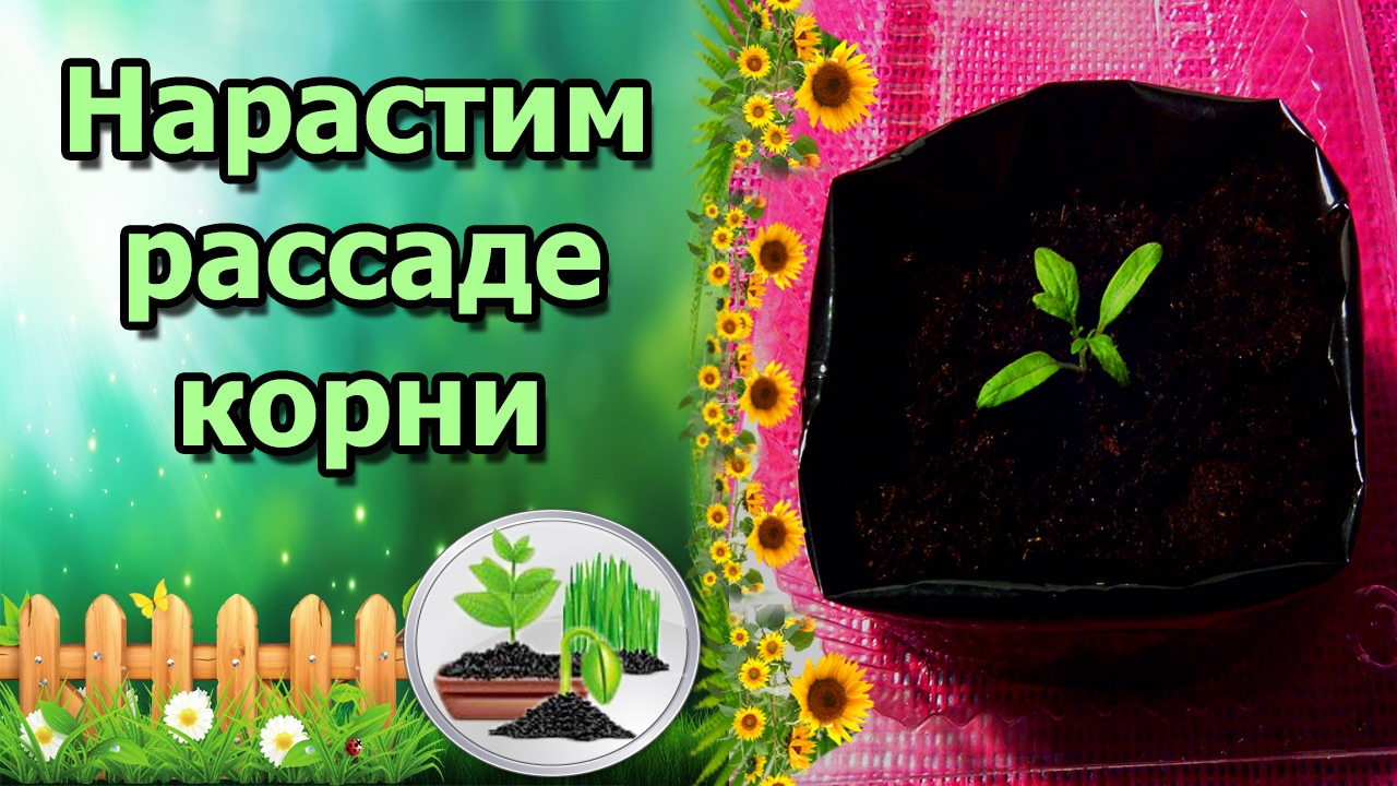Нажмите, чтобы запустить видео