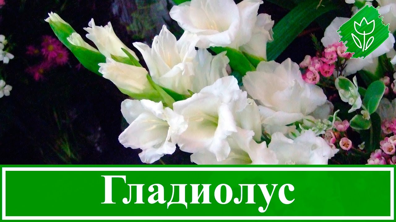 Нажмите, чтобы запустить видео
