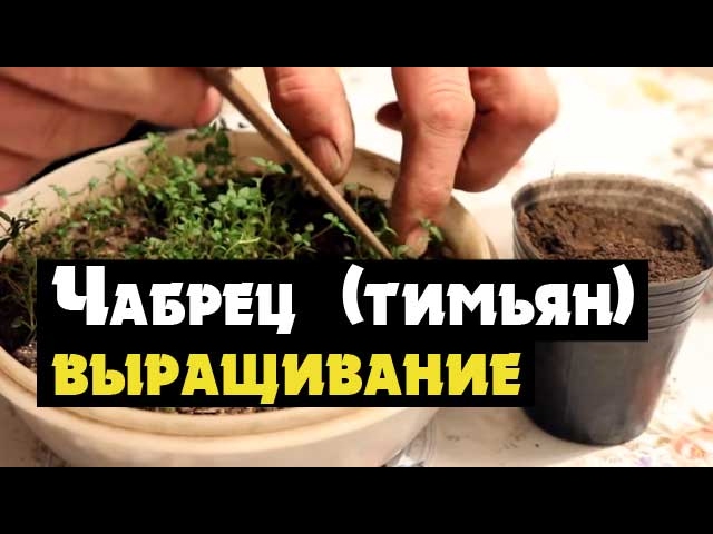 Нажмите, чтобы запустить видео