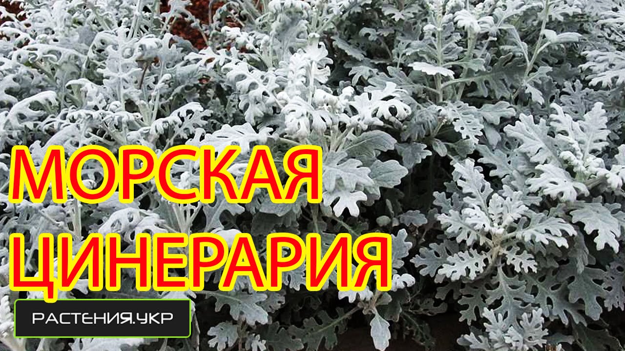 Нажмите, чтобы запустить видео