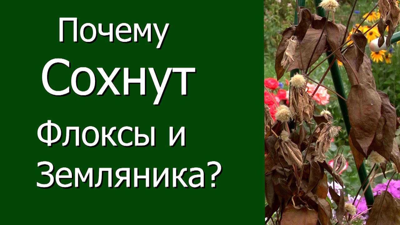 Нажмите, чтобы запустить видео