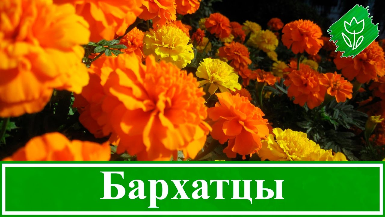 Нажмите, чтобы запустить видео