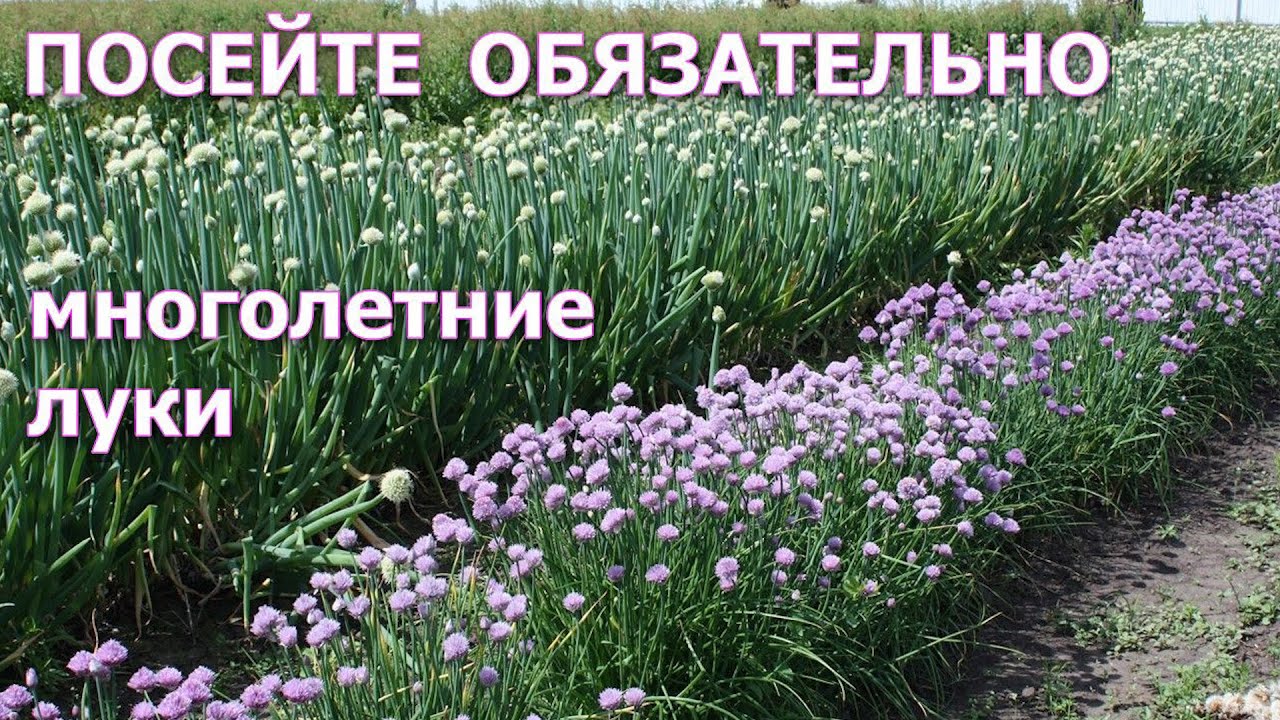 Нажмите, чтобы запустить видео