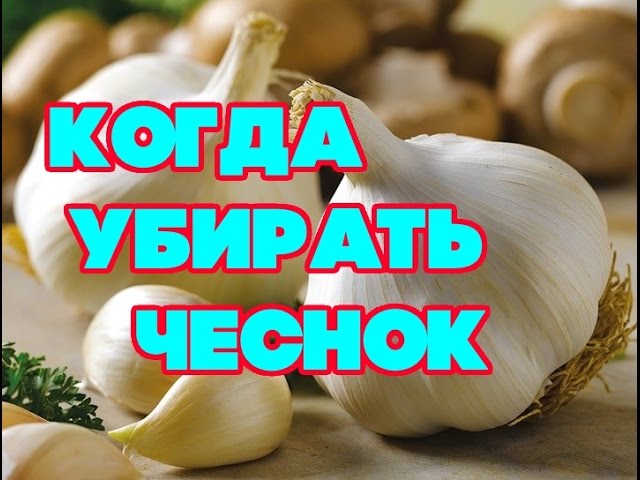 Нажмите, чтобы запустить видео