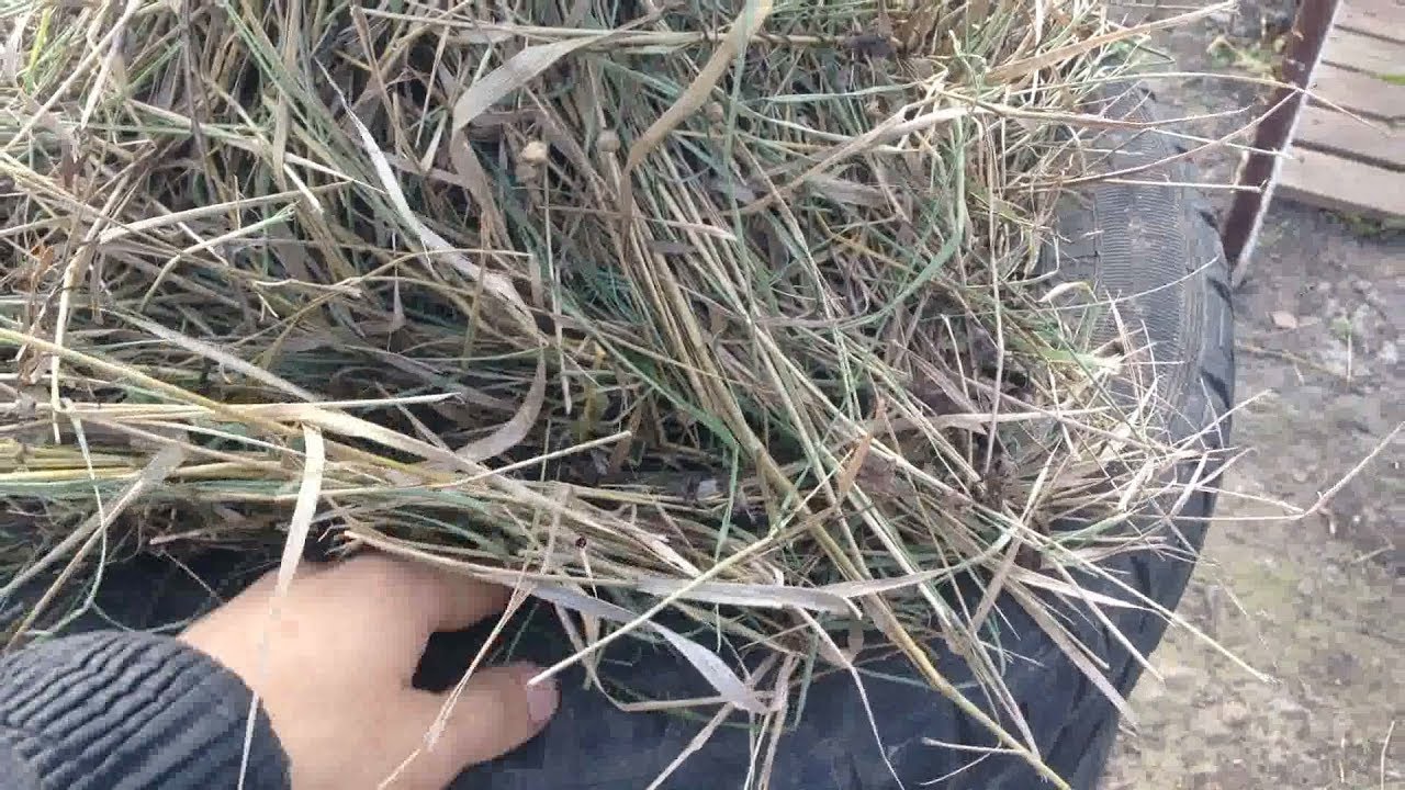 Нажмите, чтобы запустить видео