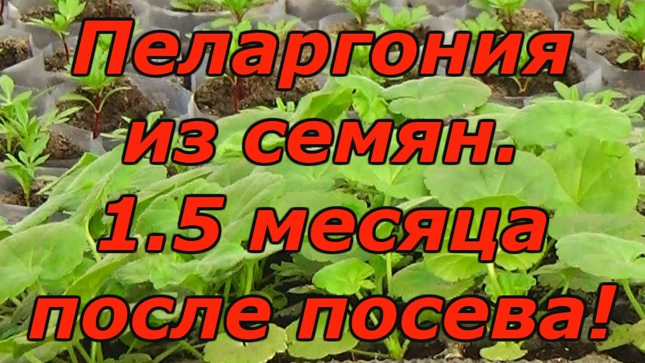 Нажмите, чтобы запустить видео