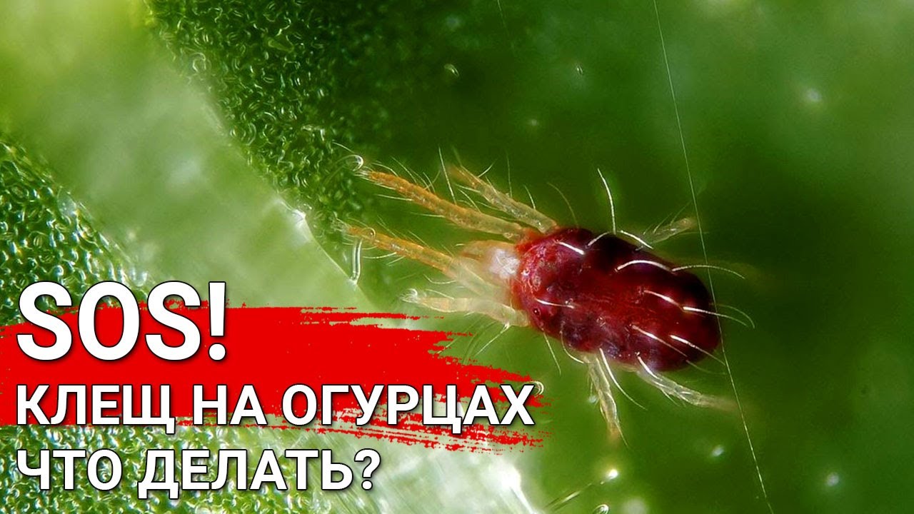 Нажмите, чтобы запустить видео