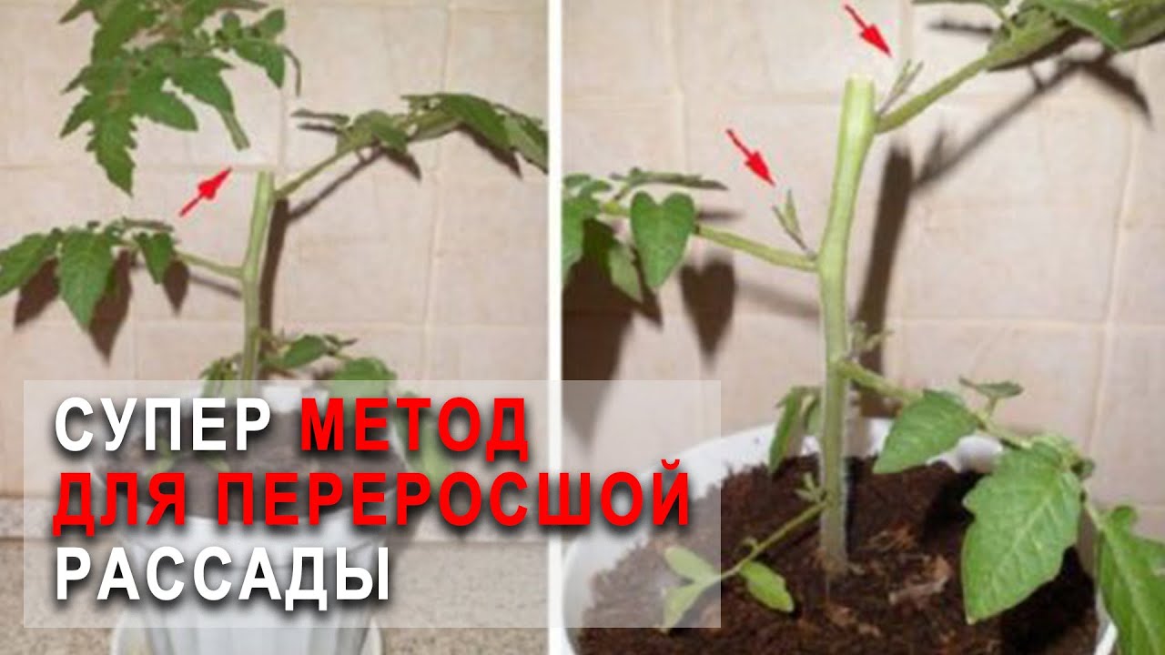 Нажмите, чтобы запустить видео