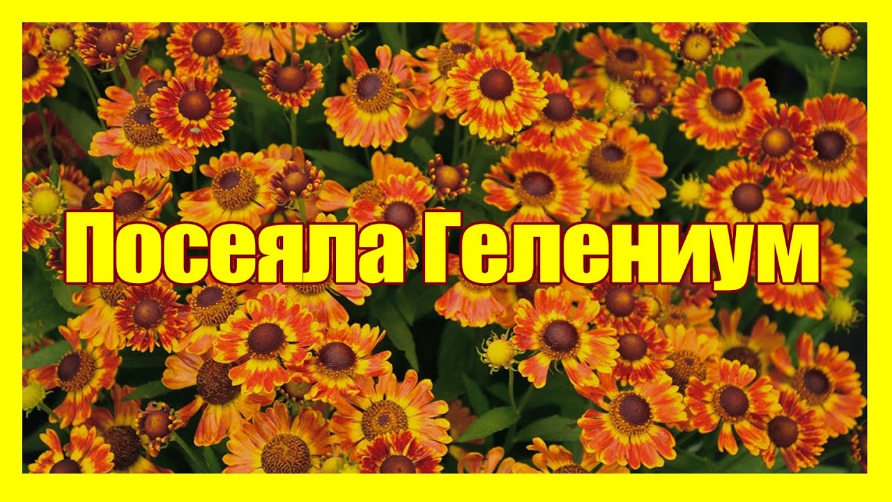 Нажмите, чтобы запустить видео