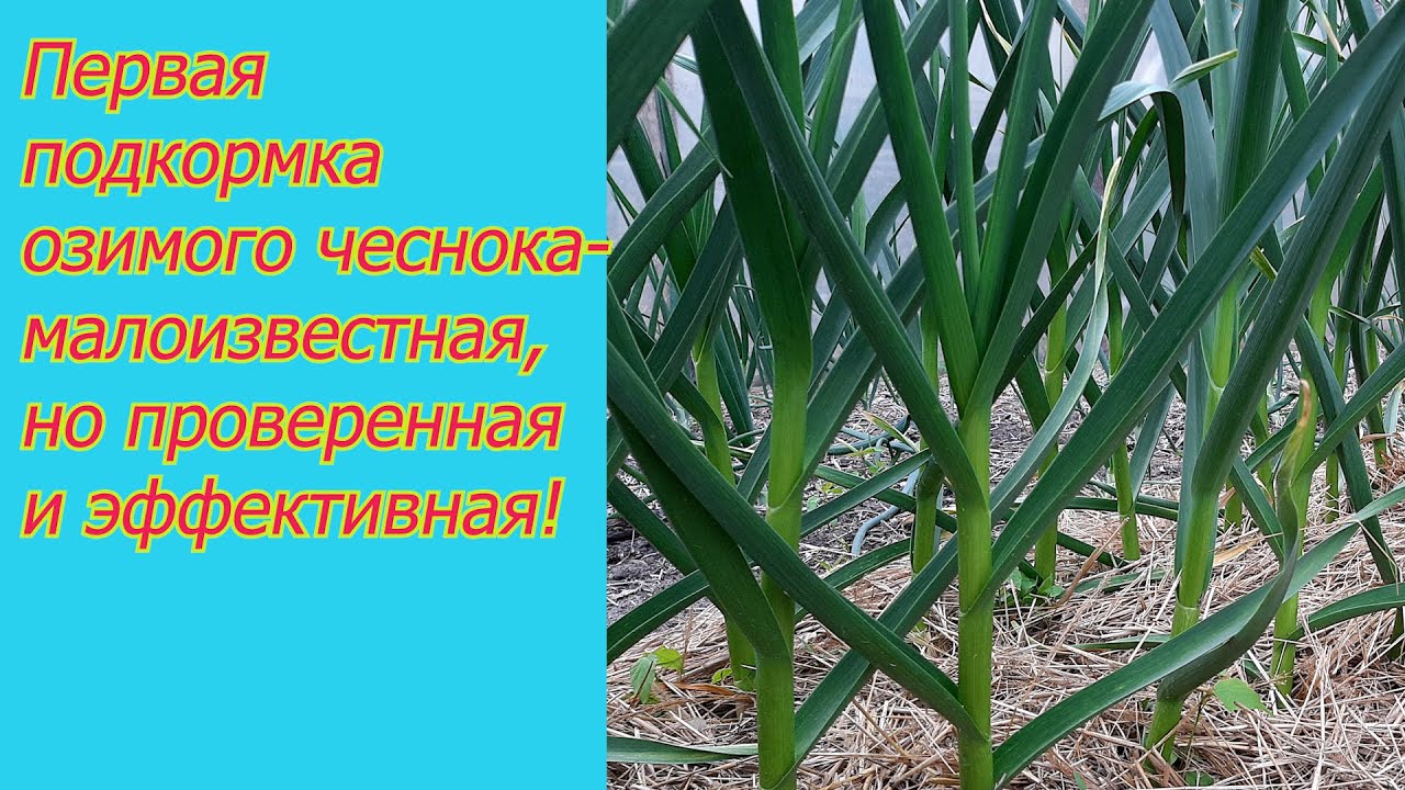 Нажмите, чтобы запустить видео