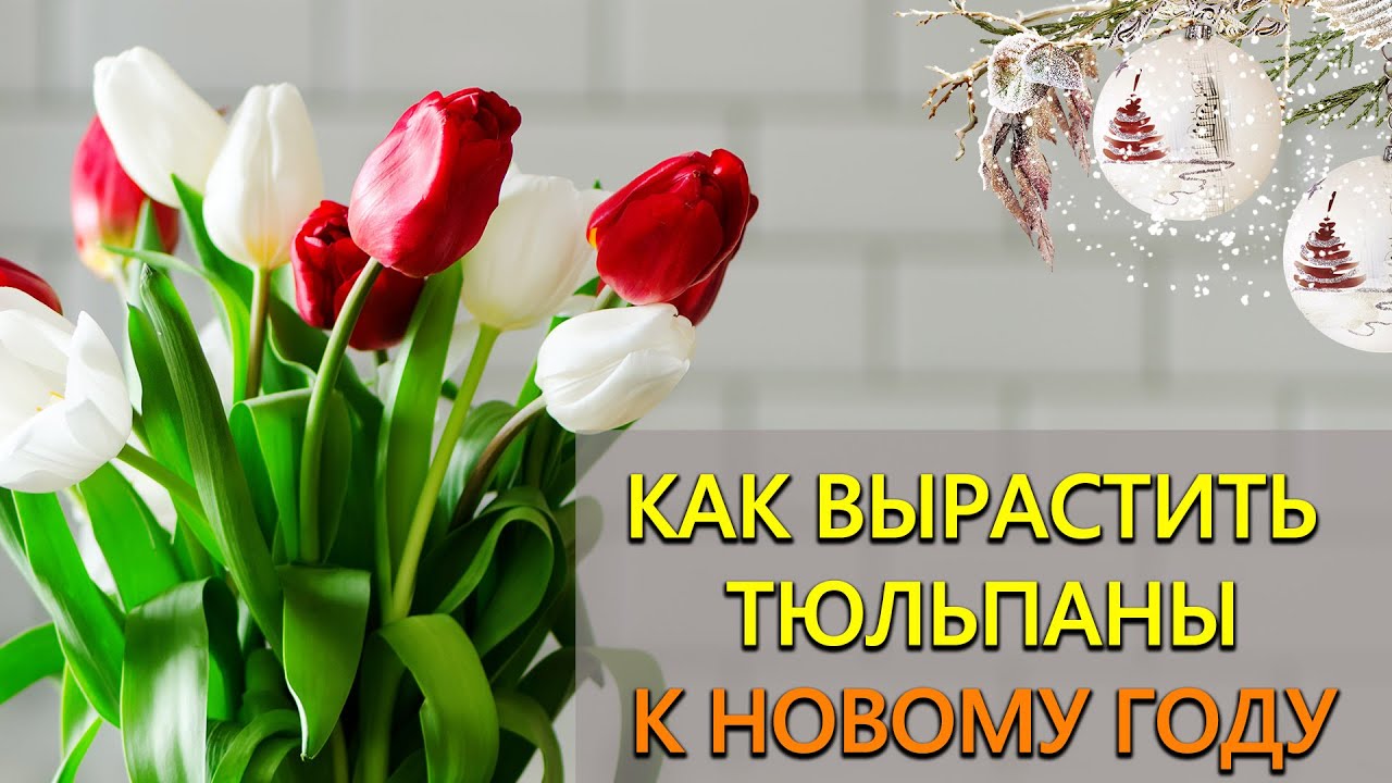 Нажмите, чтобы запустить видео