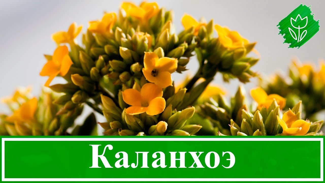 Нажмите, чтобы запустить видео