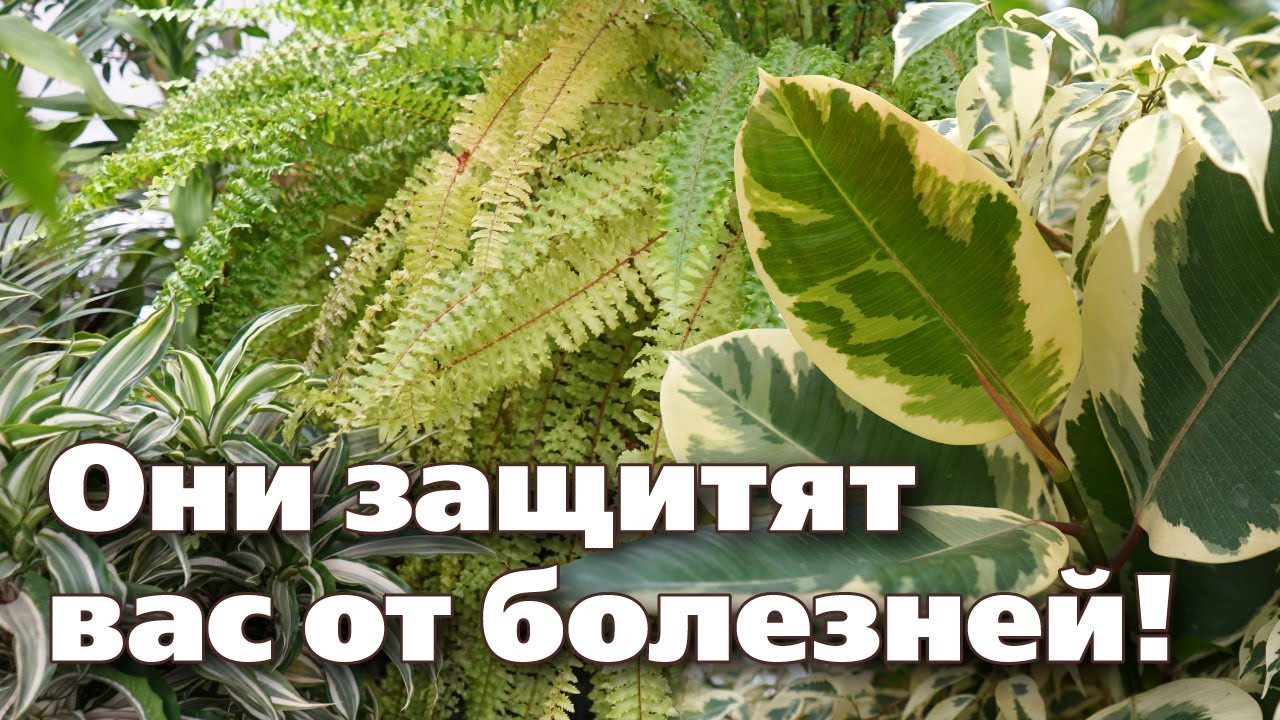 Нажмите, чтобы запустить видео