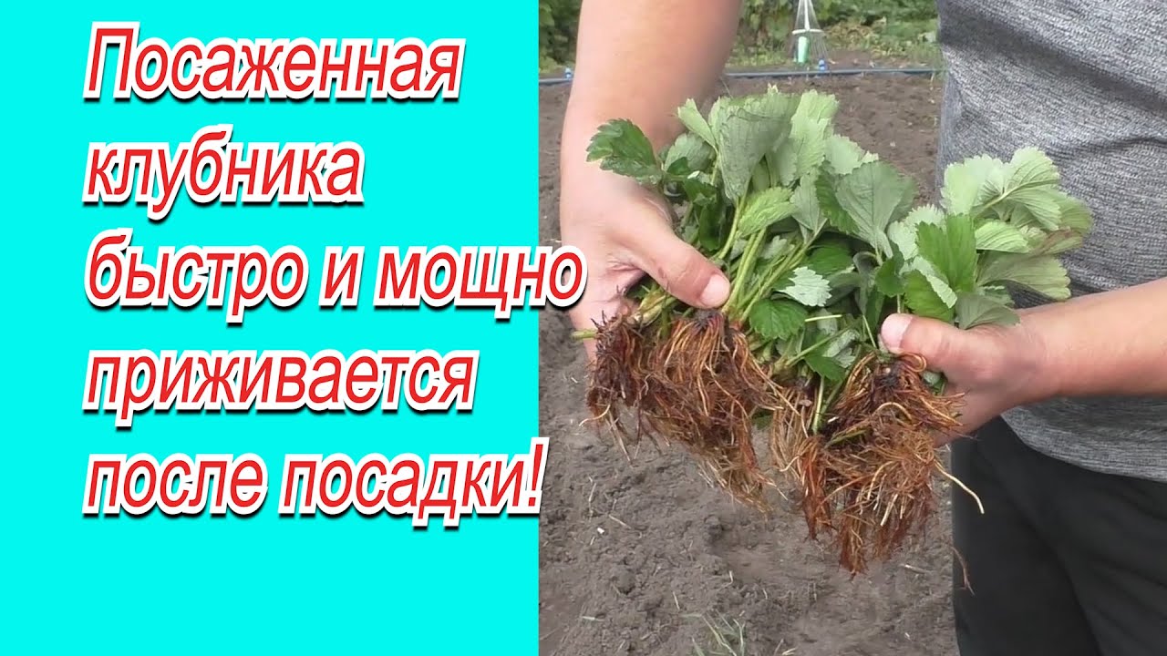 Нажмите, чтобы запустить видео