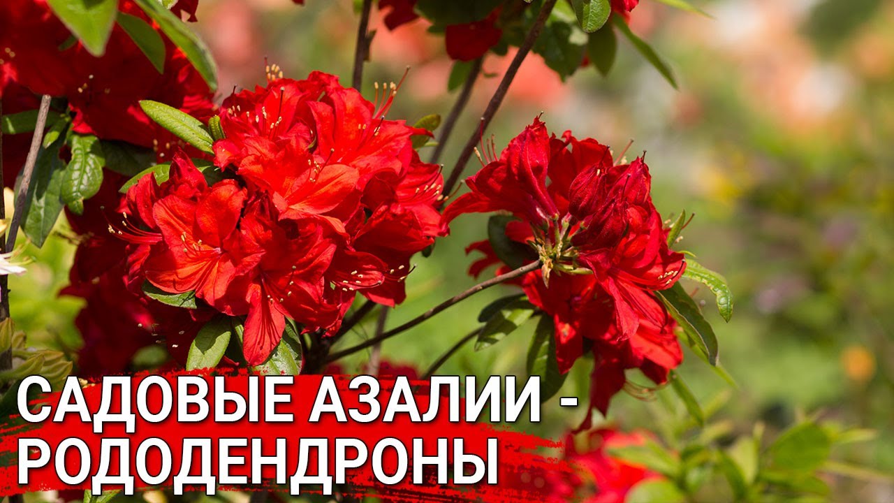 Нажмите, чтобы запустить видео