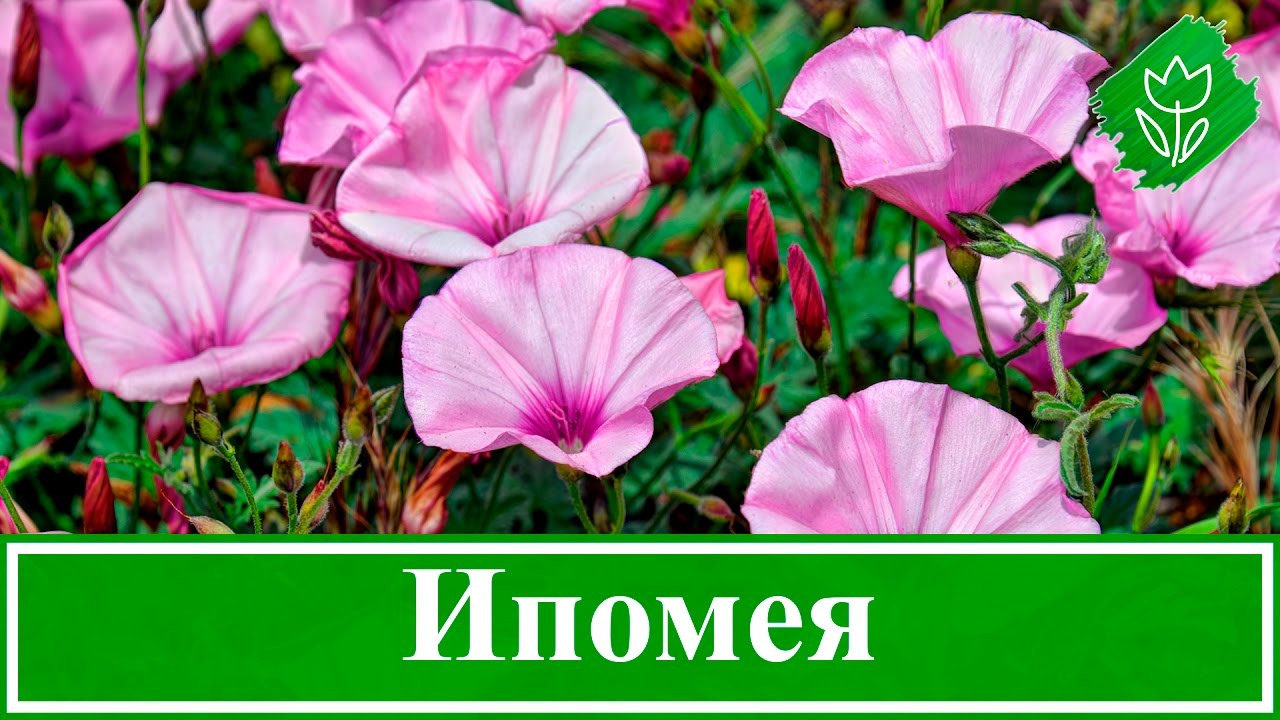 Нажмите, чтобы запустить видео