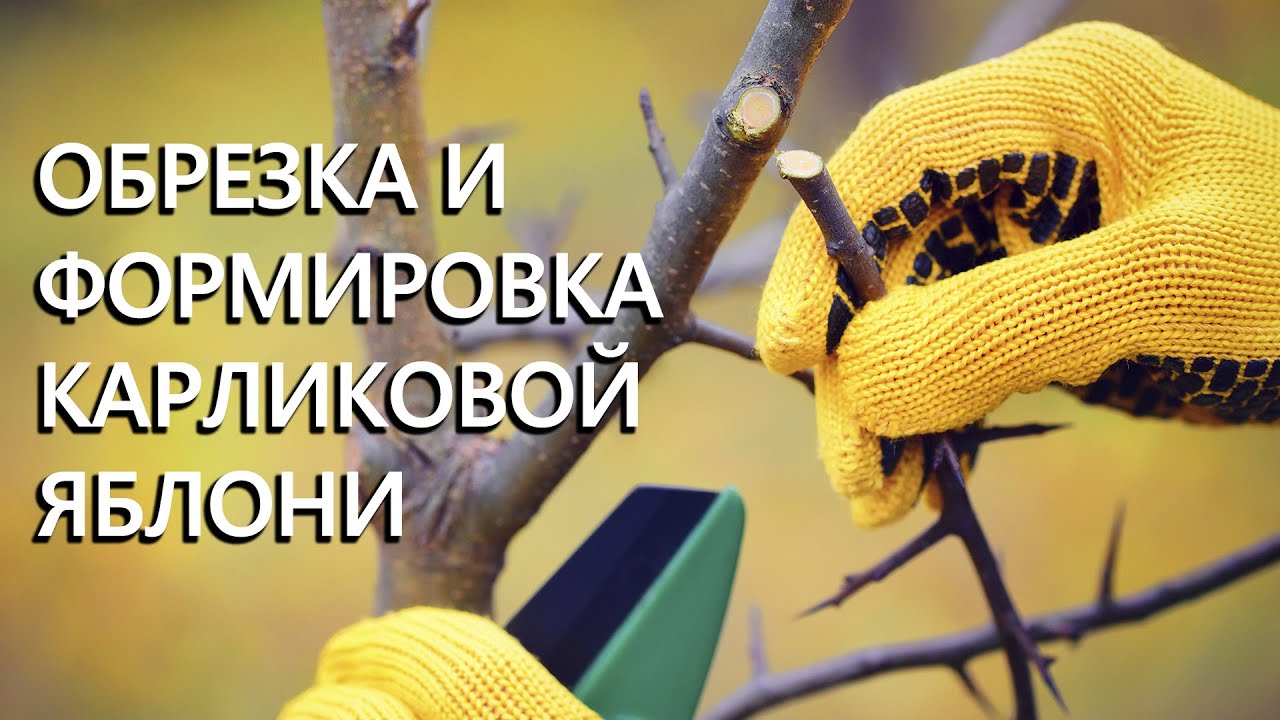 Нажмите, чтобы запустить видео