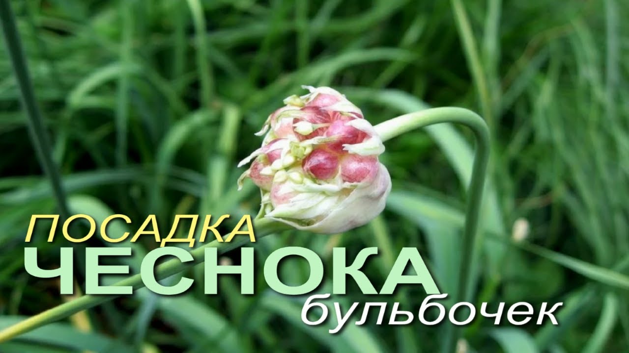 Нажмите, чтобы запустить видео