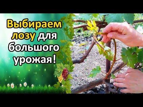 Нажмите, чтобы запустить видео