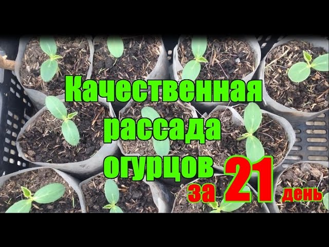 Нажмите, чтобы запустить видео