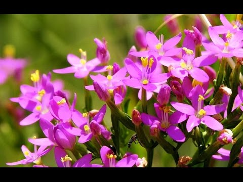 Нажмите, чтобы запустить видео