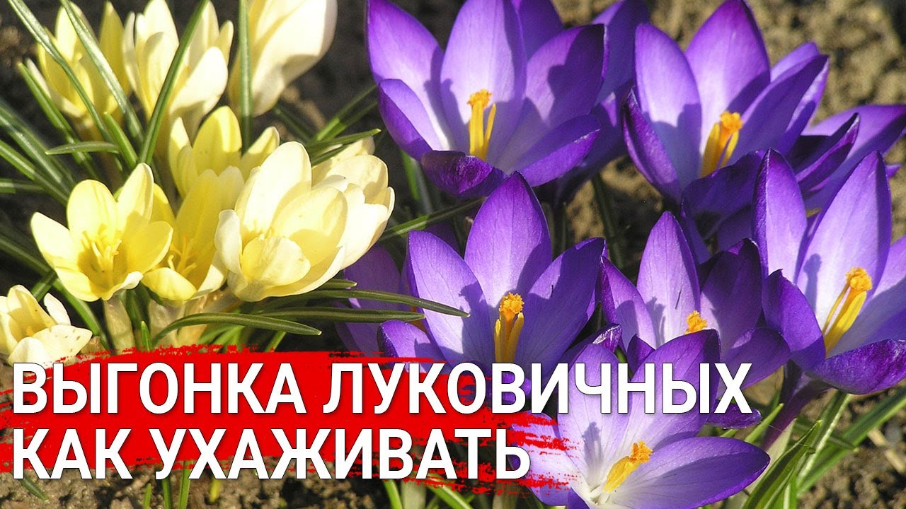 Нажмите, чтобы запустить видео