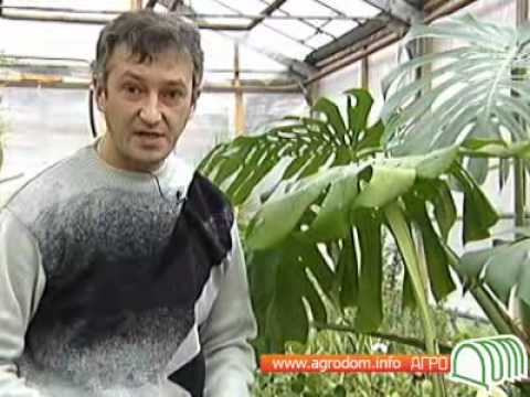 Нажмите, чтобы запустить видео
