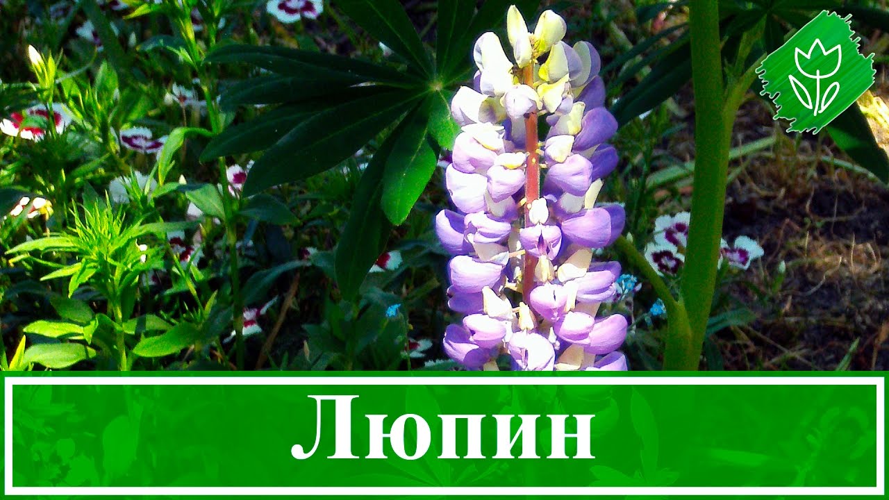 Нажмите, чтобы запустить видео
