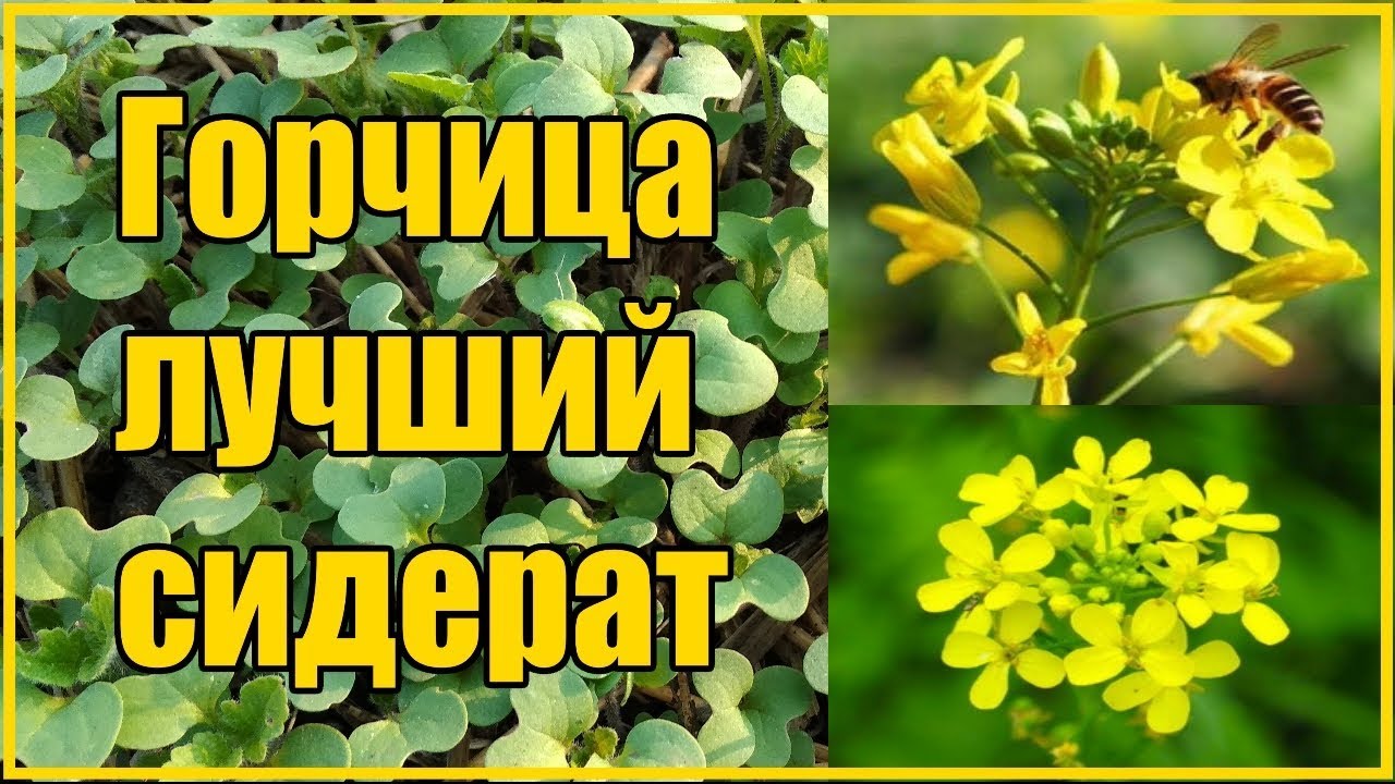Нажмите, чтобы запустить видео