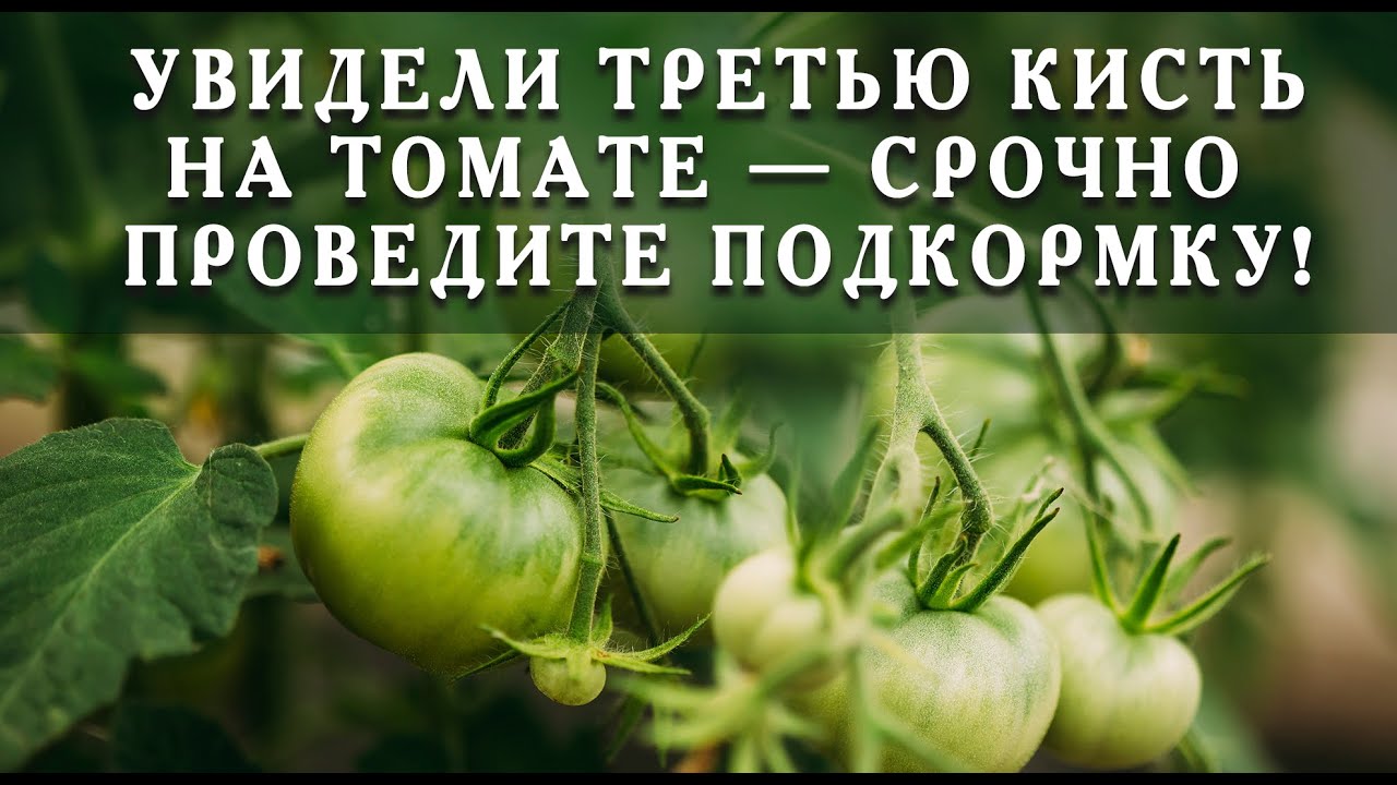 Нажмите, чтобы запустить видео