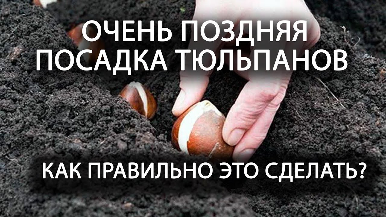 Нажмите, чтобы запустить видео