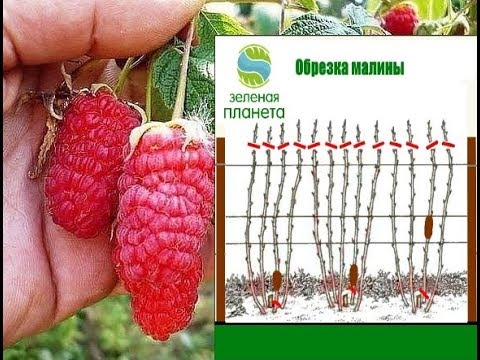 Нажмите, чтобы запустить видео