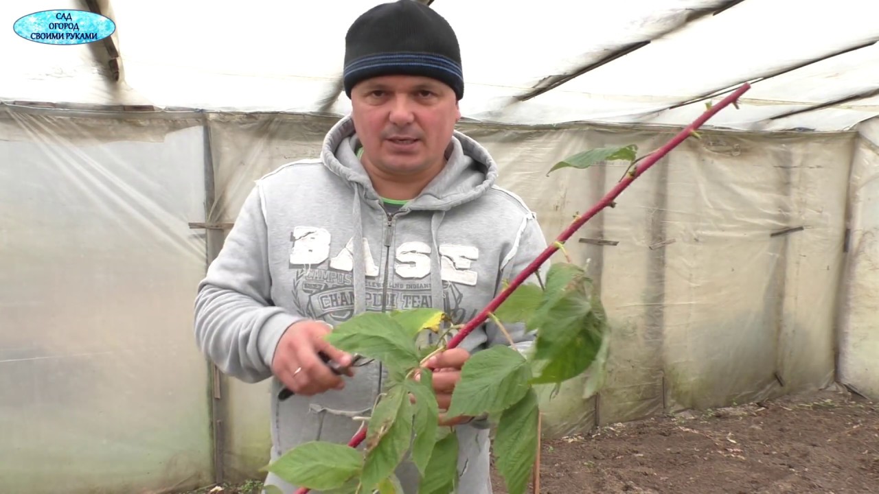 Нажмите, чтобы запустить видео