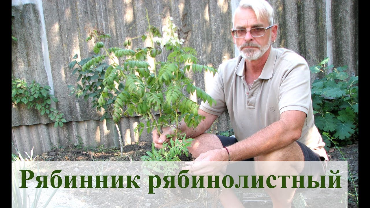 Нажмите, чтобы запустить видео