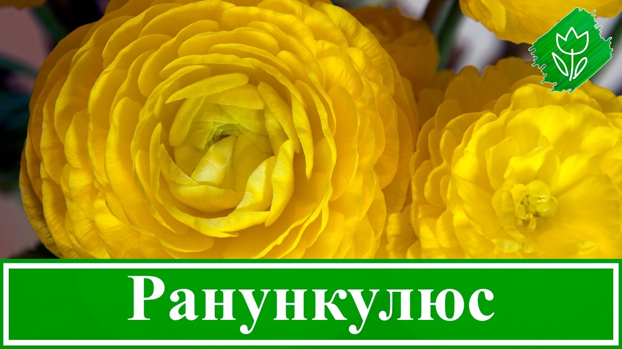 Нажмите, чтобы запустить видео