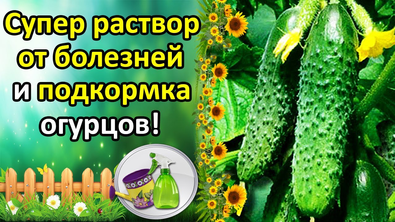 Нажмите, чтобы запустить видео
