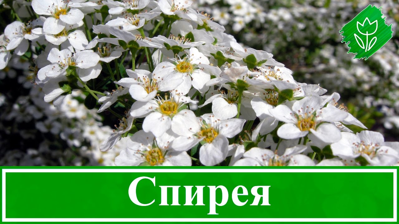 Нажмите, чтобы запустить видео